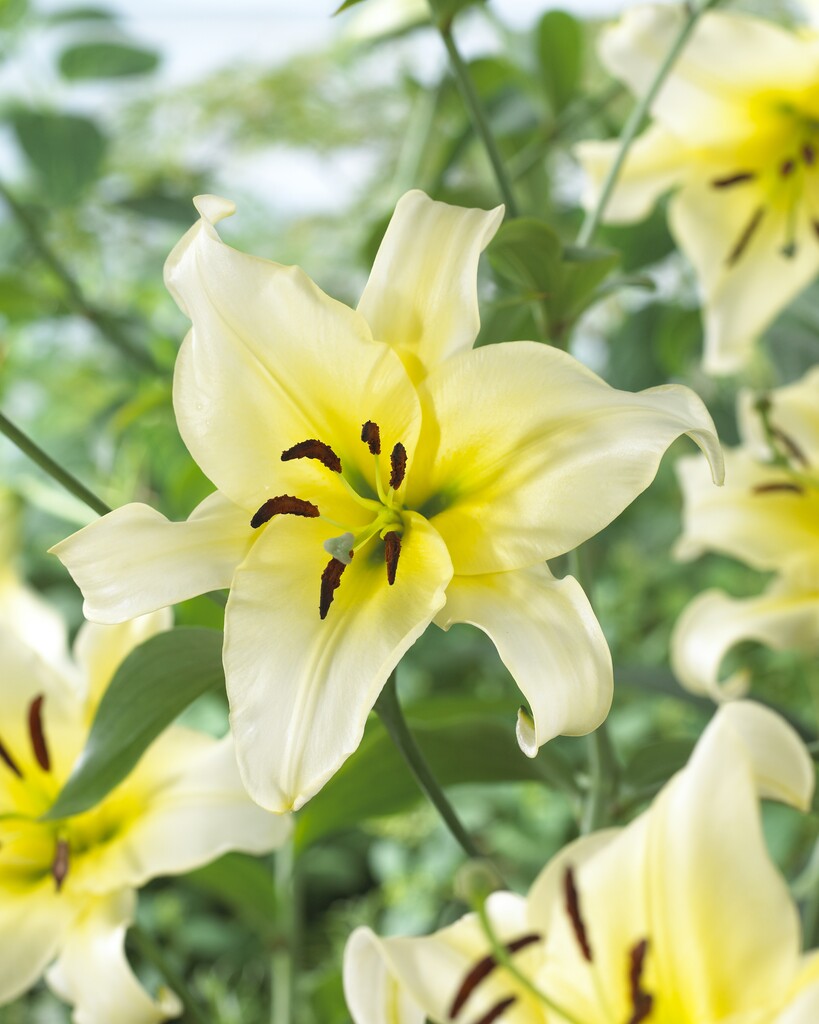 Lily-Lilium Orienpet Late Morning (Treelily) 2-pak